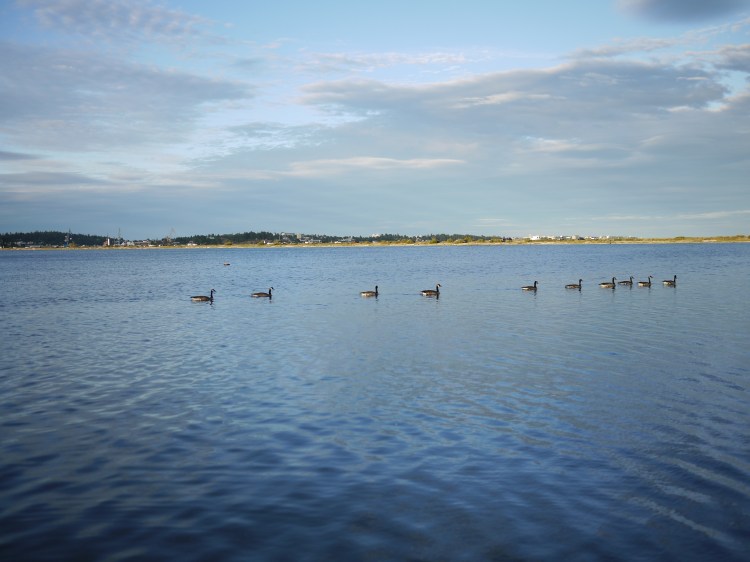 Photo of geese vibing at a lake.